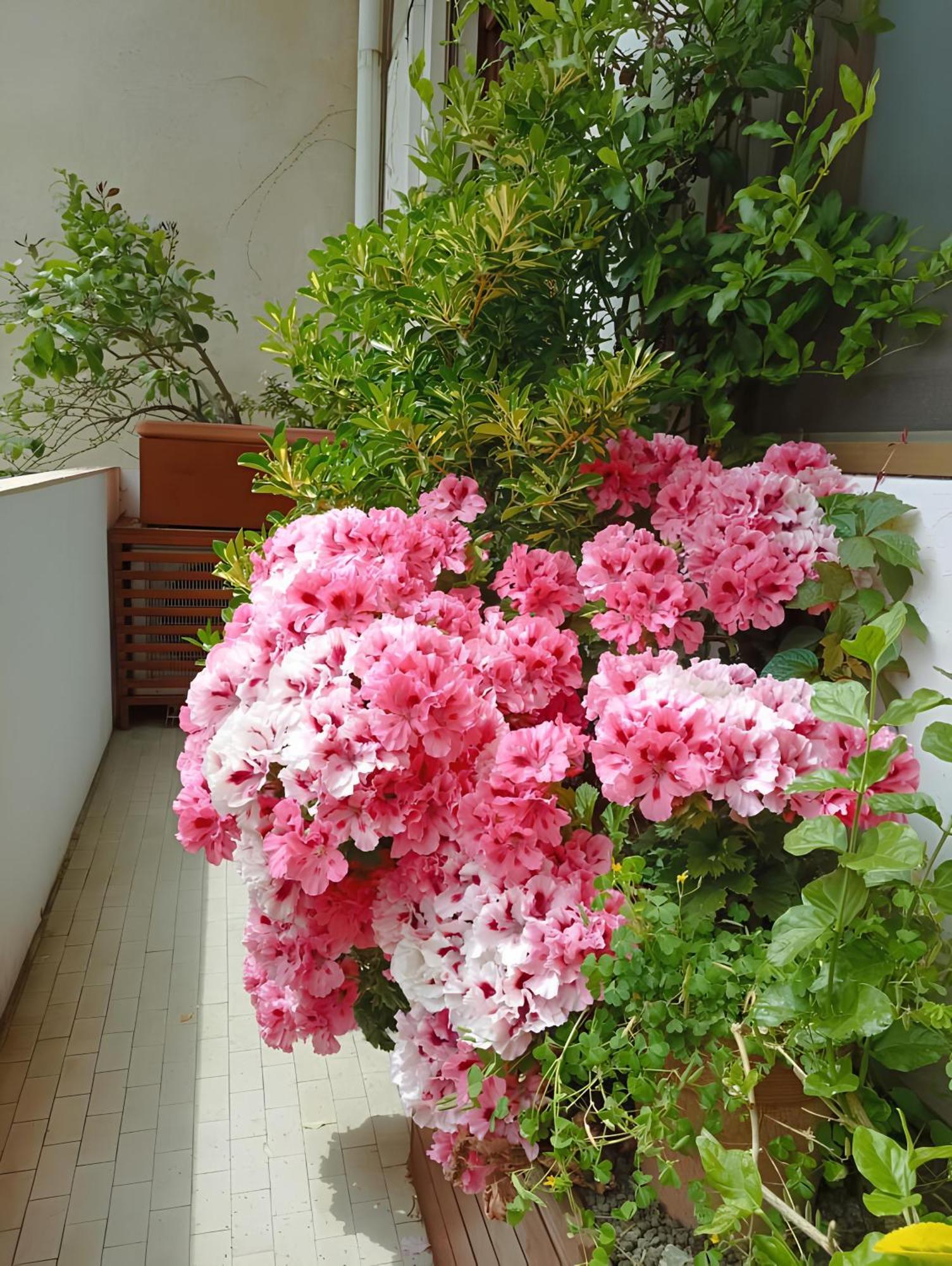 Апартаменты La Casa Dei Fiori Флоренция Экстерьер фото